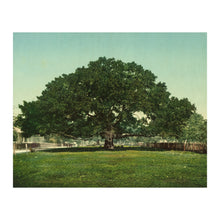 Cargar imagen en el visor de la galería, Digitally Restored and Enhanced 1901 Mammoth Oak Pass Christian Print - Mississippi Gulf Coast Live Oak Tree - Gilded Age Wonder - Archival Print
